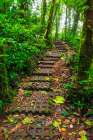 Forest trail at the Monte Verde Cloud Forest Preserve, Alajuela Province, Costa Rica Art Print